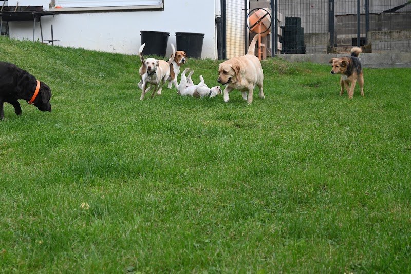 Dogs-sitter 57 - photo 3