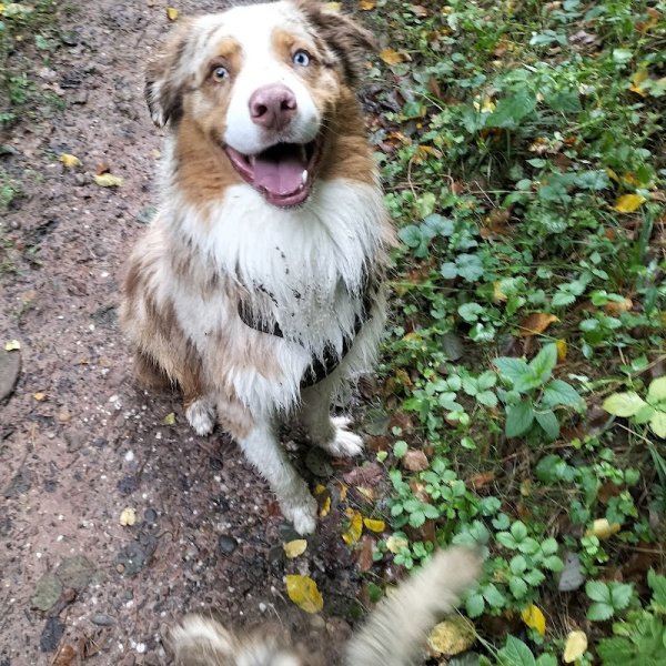 Olympe Educateur Canin - photo 2
