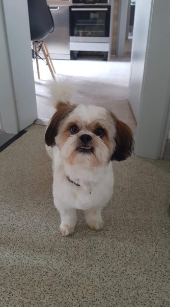 Toilettage Canin Tini Dog - photo 1