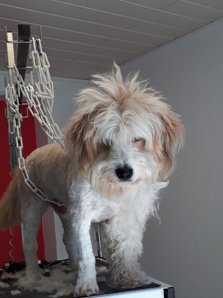 Toilettage Canin Tini Dog - photo 2