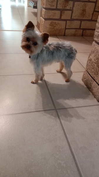 Toilettage Canin Tini Dog - photo 3