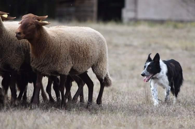Sheep and Dog Coaching
