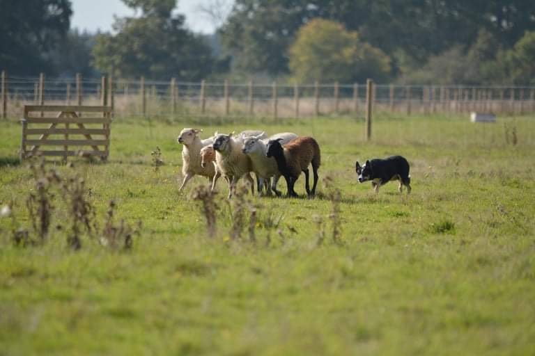 Sheep and Dog Coaching - photo 2