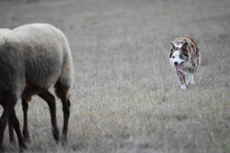Sheep and Dog Coaching - photo 3