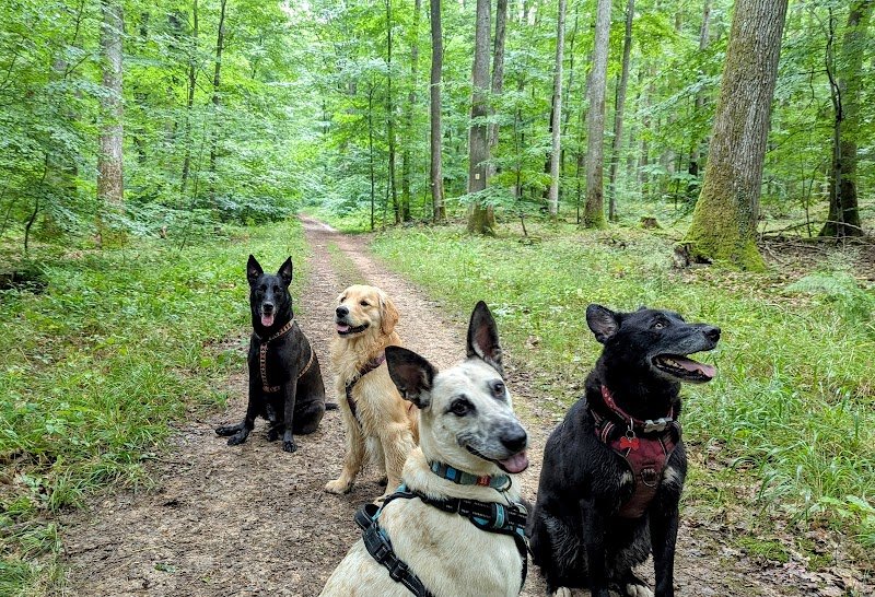 Thomas Educ' - Educateur canin et félin en Alsace - photo 2