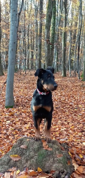 Aux amis de Florence La niche des grands coeurs : Activités canines ludiques - photo 1