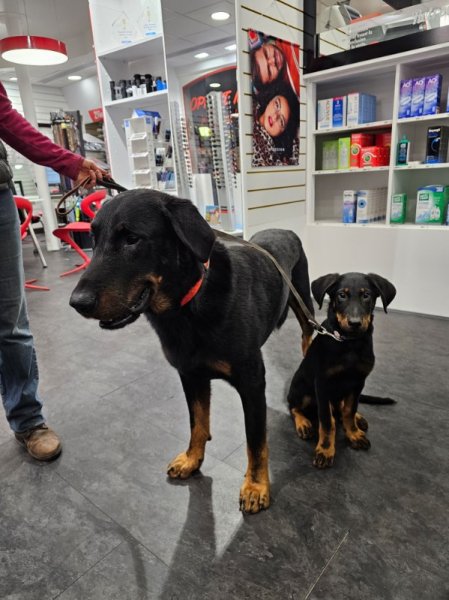 Aux amis de Florence La niche des grands coeurs : Activités canines ludiques - photo 2