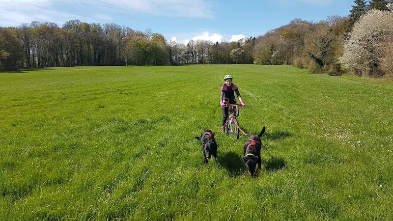 Aux amis de Florence La niche des grands coeurs : Activités canines ludiques - photo 3