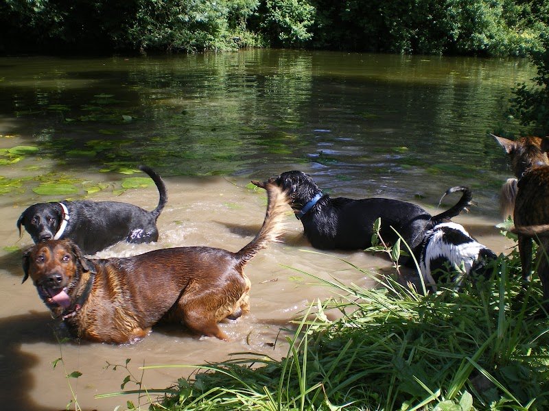 Julia Deubel EDUCATION CANINE - photo 2