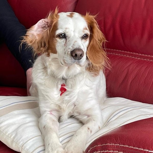 Julia Deubel EDUCATION CANINE - photo 3