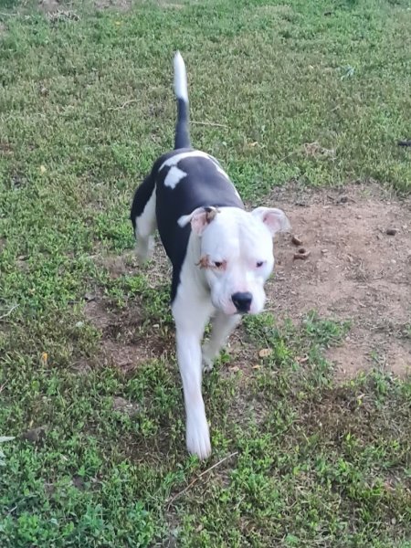 FAMILLYDOG SARL - photo 2