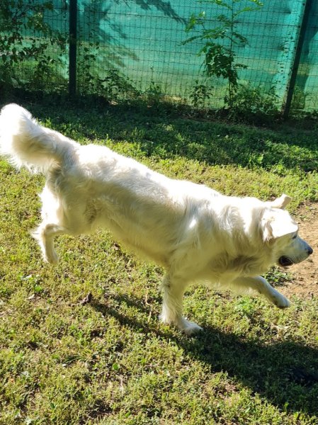 FAMILLYDOG SARL - photo 3