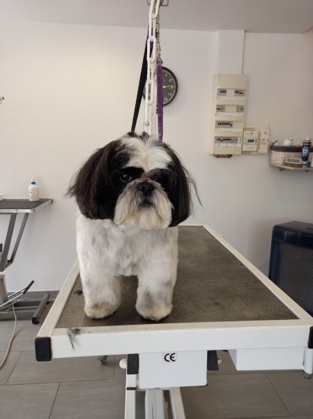 Amour de Chien - photo 1