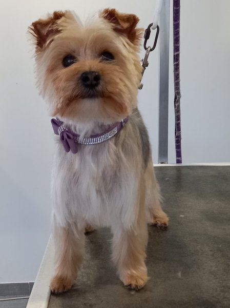 Amour de Chien - photo 2