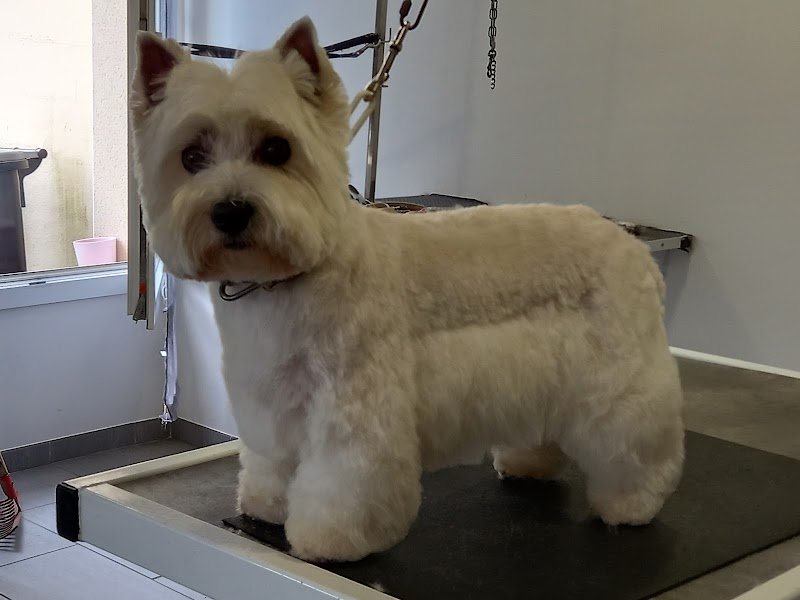 Amour de Chien - photo 3