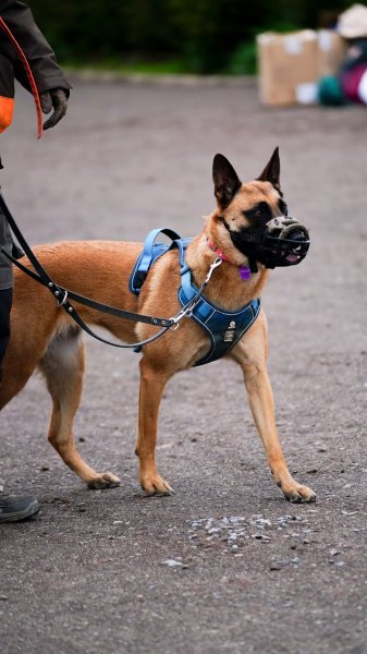 No bad dogs, éducateur canin - photo 1