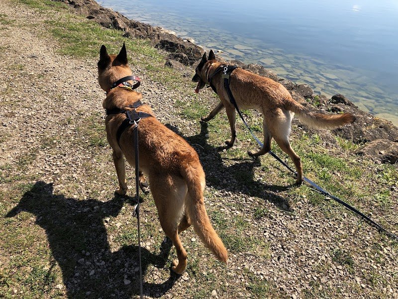 No bad dogs, éducateur canin - photo 2