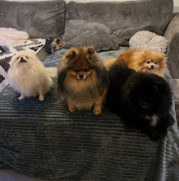 Un moment de bonheur pension canine familiale - photo 1