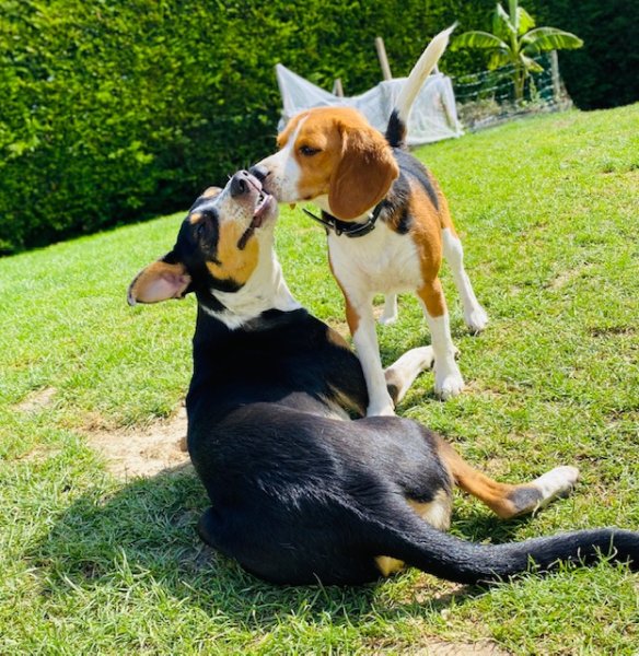 Un moment de bonheur pension canine familiale - photo 2