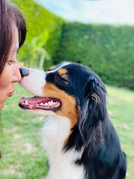 Un moment de bonheur pension canine familiale - photo 3