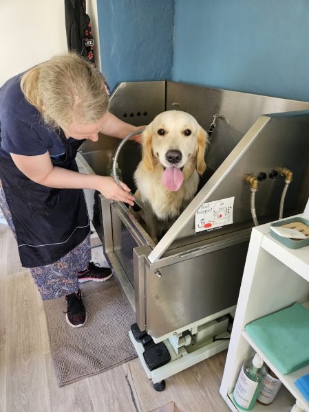 Chienne2Vie - photo 1