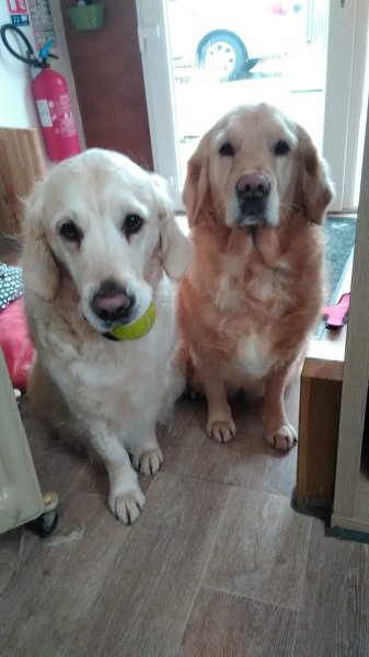 Chienne2Vie - photo 2