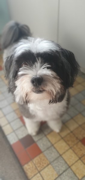 Chienne2Vie - photo 3