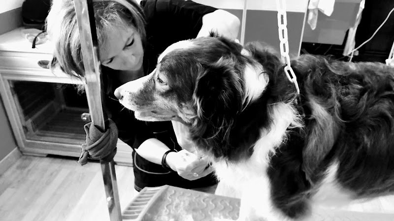 Salon de toilettage Elidog