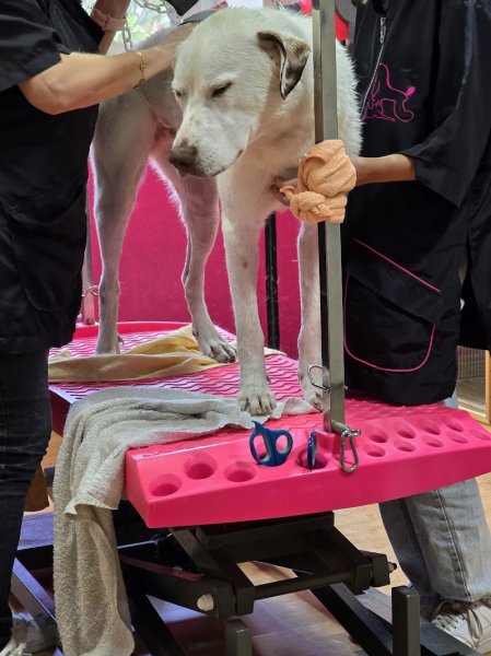 Salon de toilettage Elidog - photo 2