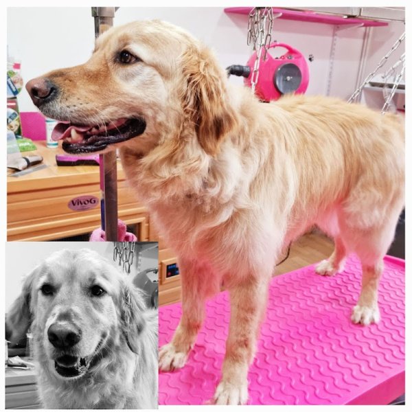 Salon de toilettage Elidog - photo 3