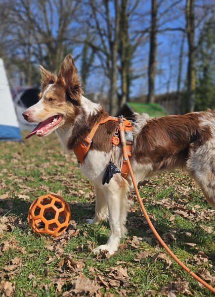 Club canin Ham sous Varsberg - photo 2