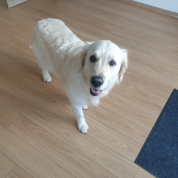 Felix canin - photo 3