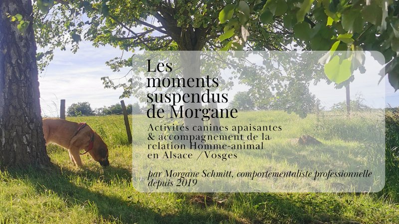 Les moments suspendus de Morgane - comportementaliste et éducateur canin