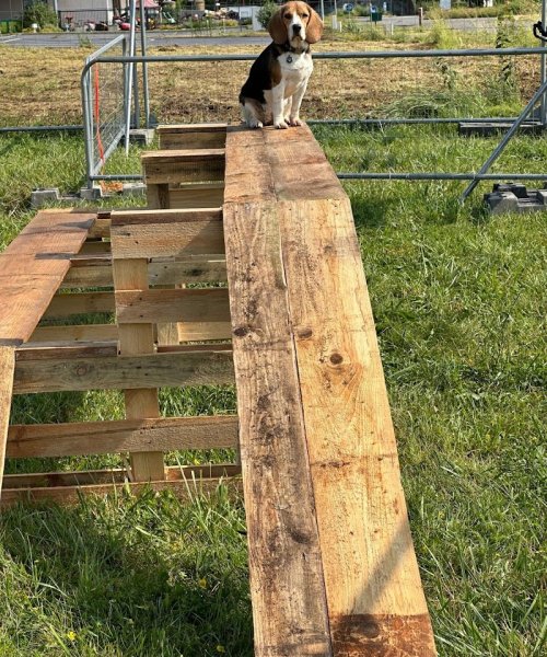 Les moments suspendus de Morgane - comportementaliste et éducateur canin - photo 3