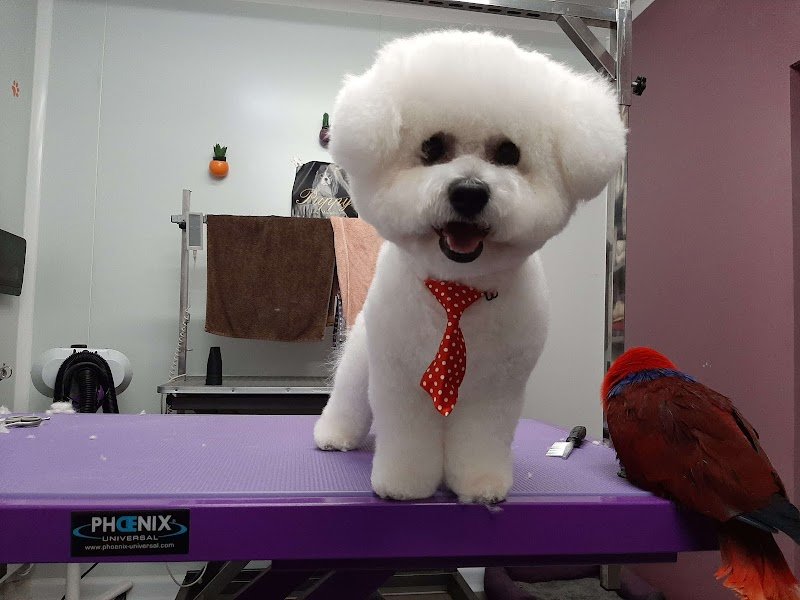 Krys'dog toilettage - photo 1