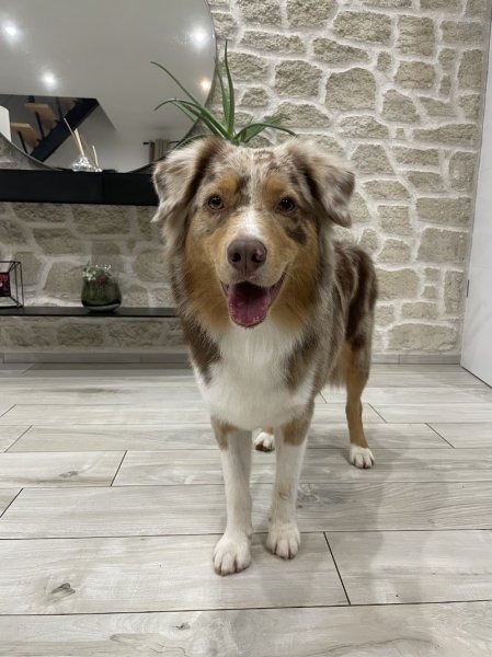 Krys'dog toilettage - photo 2