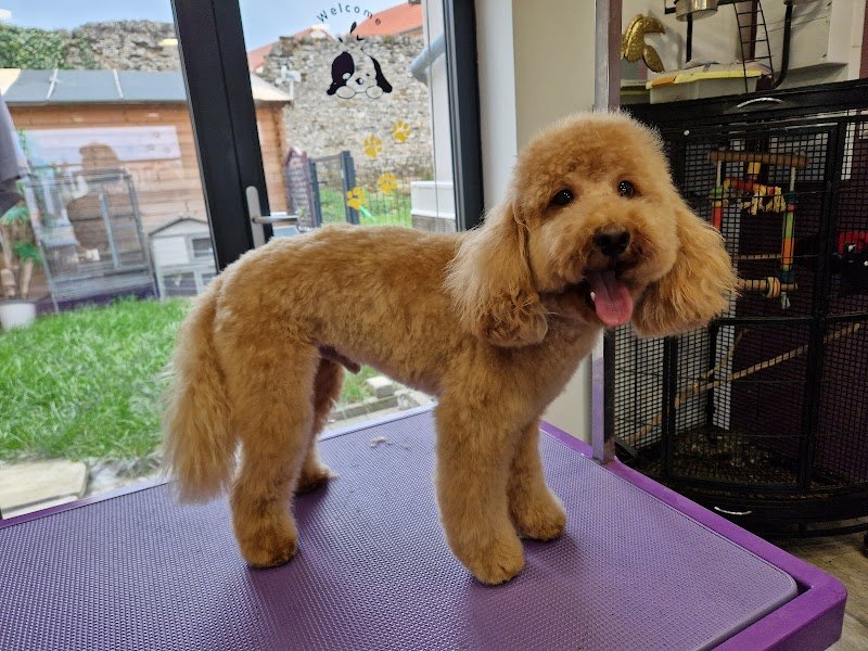 Krys'dog toilettage - photo 3