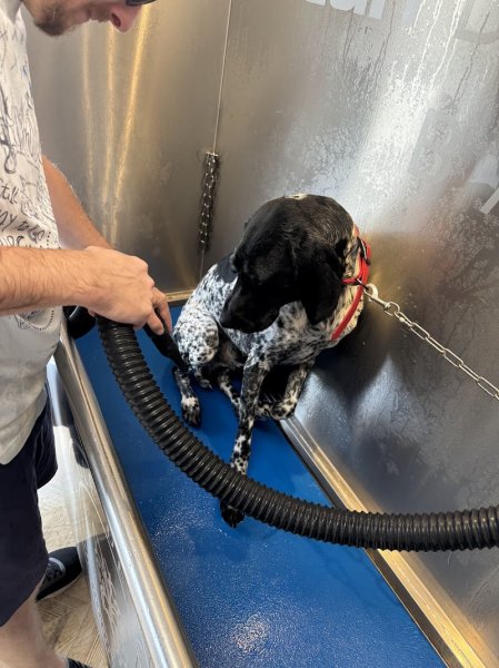 Caprice De Chien - photo 3