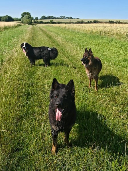 Murmure Canin - photo 2