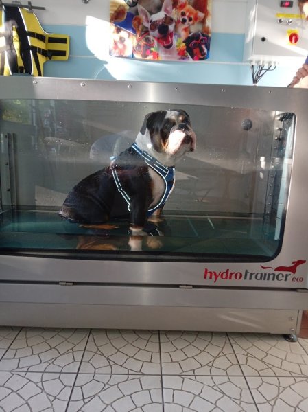 Physiodog57 - photo 2