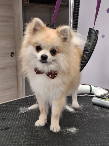 Au bigoudi'dog - photo 2