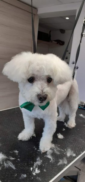 Au bigoudi'dog - photo 3