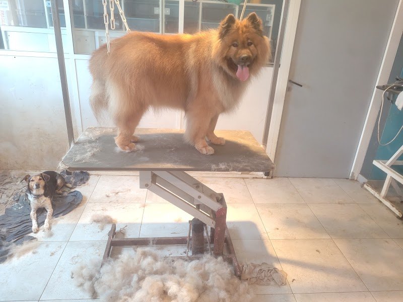 Bonheur Canin - photo 3