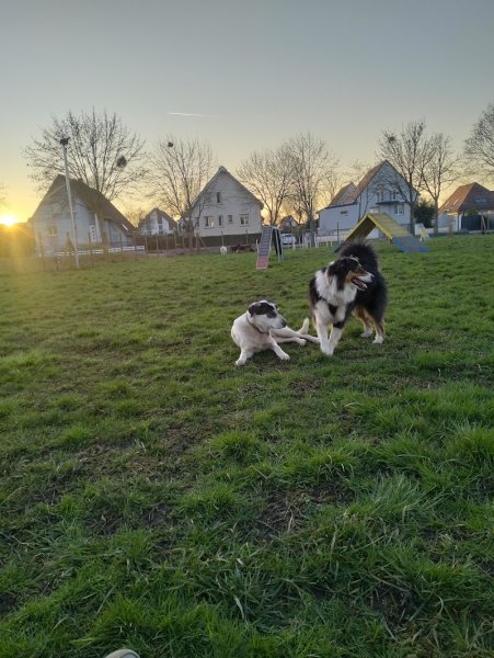 Joan Braun Educateur Canin - photo 2