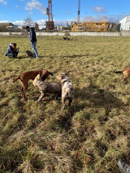 Joan Braun Educateur Canin - photo 3