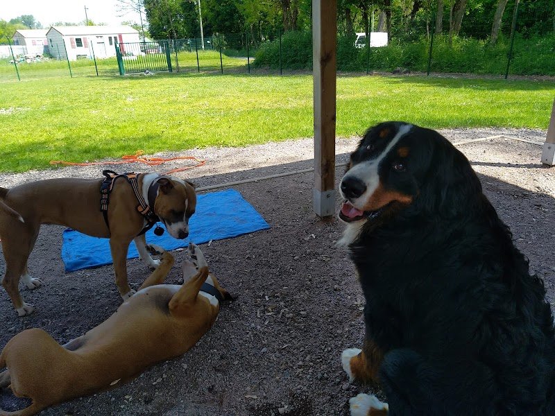 LM - Éducation Canine - photo 1