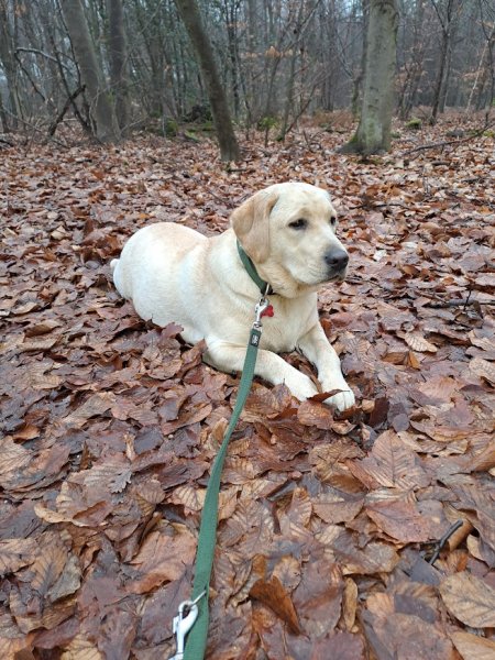 LM - Éducation Canine - photo 2