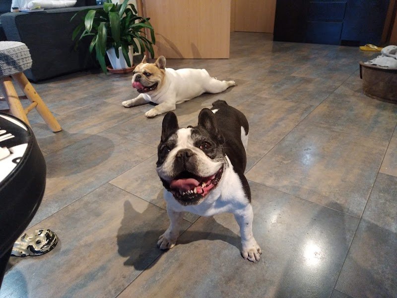 LM - Éducation Canine - photo 3