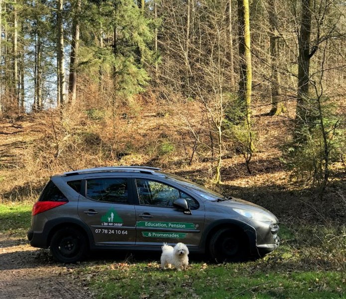 L'ère des chiens - photo 1