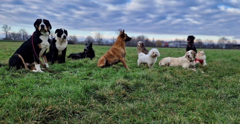 L'ère des chiens - photo 2